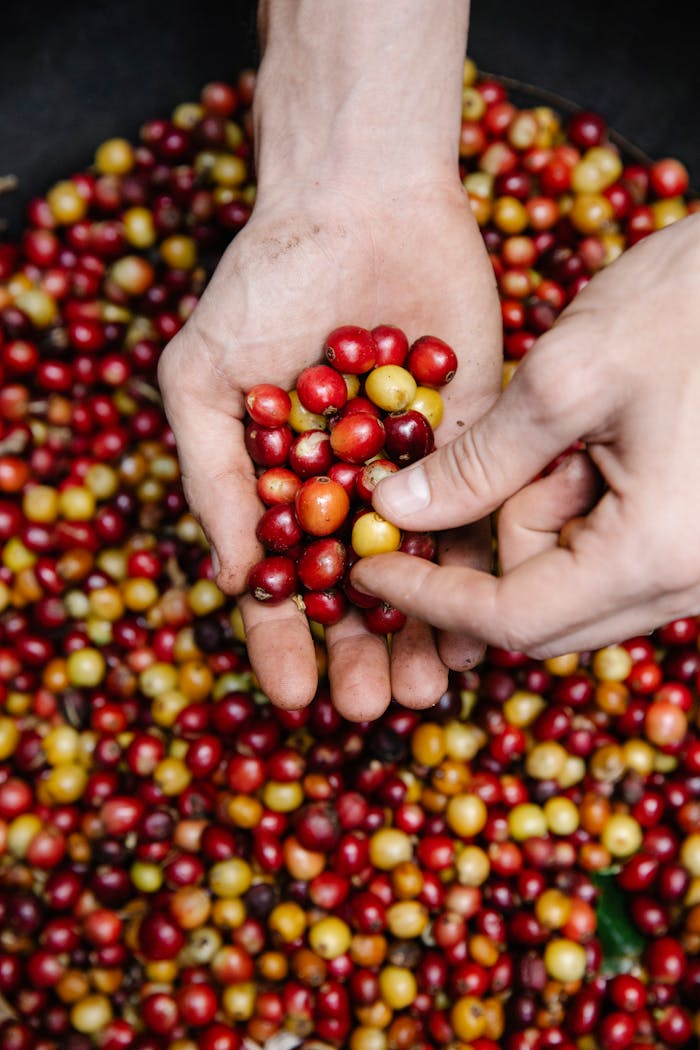The Story Behind Kovo Coffee